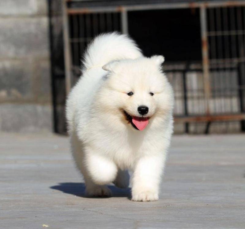 萨摩耶有银色的吗？这几件事情是需要注意(图1)