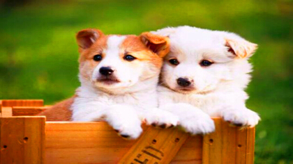 狗狗眼里有虫子该怎么办(图1)