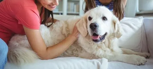 7种人宜养狗 你归哪一类人？(图2)