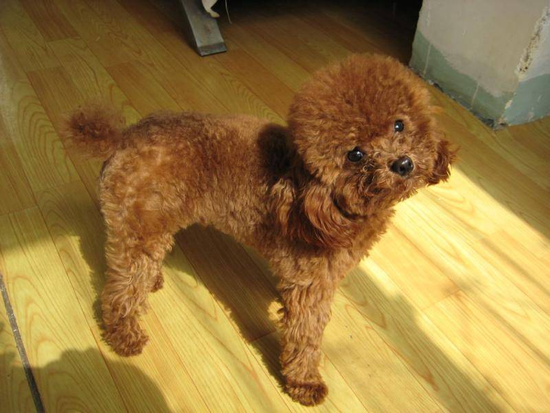 泰迪吃什么呢狗粮？只需不敢违背这几点规则就行了(图2)