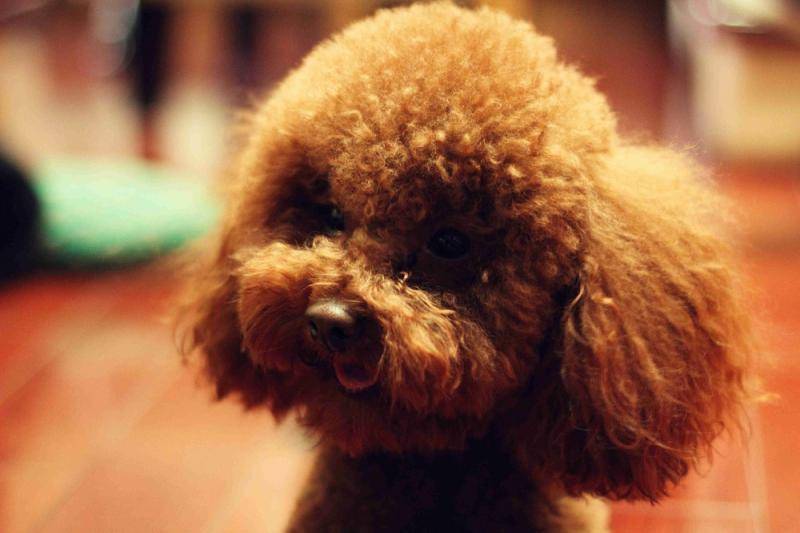 泰迪吃什么呢狗粮？只需不敢违背这几点规则就行了(图3)