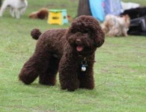 泰迪后腿无力站都站不起来(图1)