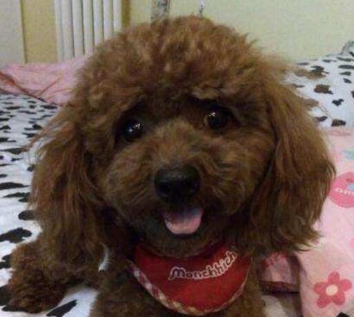 泰迪后腿无力站都站不起来(图2)