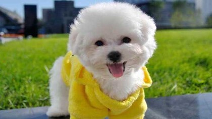 比熊体重体型编号表(图1)