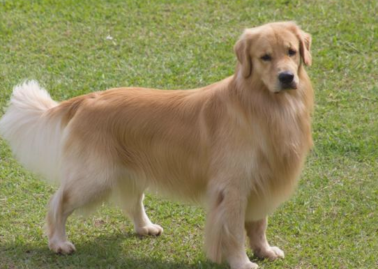 小狗洗完澡澡以后以后 又为什么大都地上炸裂开来？(图2)