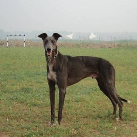 猎兔犬什么东西品种好？猎兔能手格力犬详解(图2)