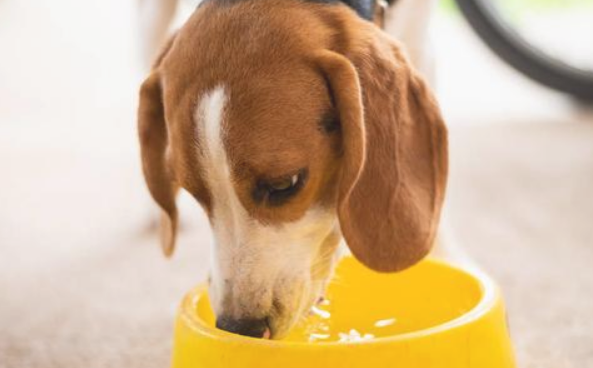 要想狗狗身体健康 主人家好是是重视培养这好多个习惯(图1)