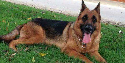 德国牧羊犬好吗？德国牧羊犬优缺点系统的总结(图1)