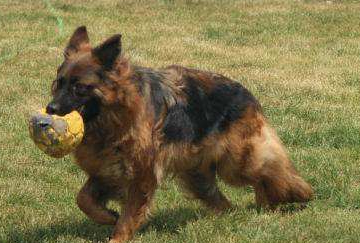 德国牧羊犬好吗？德国牧羊犬优缺点系统的总结(图2)