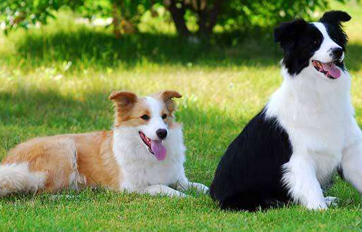 边境牧羊犬公的好我还是母的好？我还是看你喜欢了(图1)