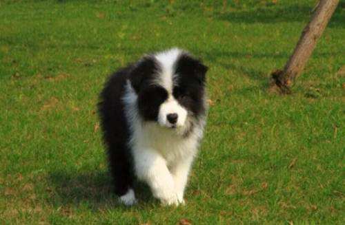 边境牧羊犬公的好我还是母的好？我还是看你喜欢了(图3)