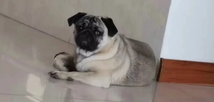 这8种小狗 都适合女生养 小巧又讨人喜欢(图1)