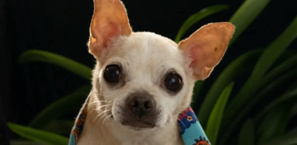 这8种小狗 都适合女生养 小巧又讨人喜欢(图2)