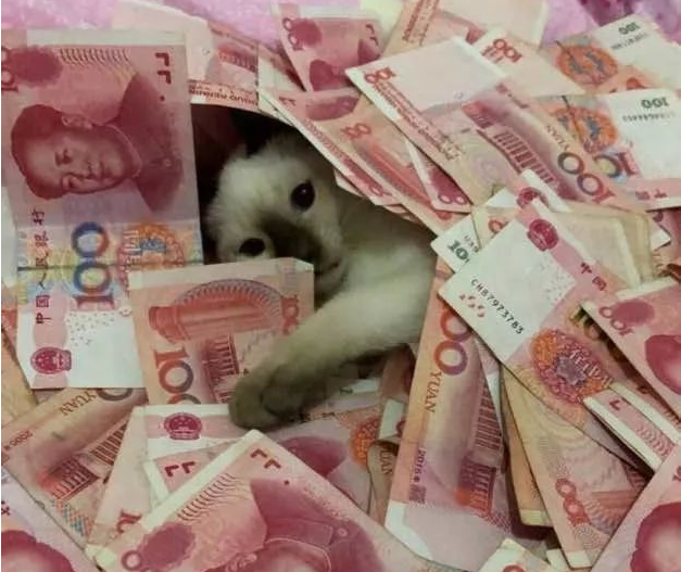成都猫咪偷吃辣椒被辣哭?那些个喵界大佬一个比一个牛!(图1)
