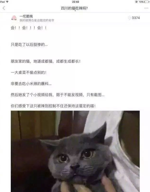 成都猫咪偷吃辣椒被辣哭?那些个喵界大佬一个比一个牛!(图2)