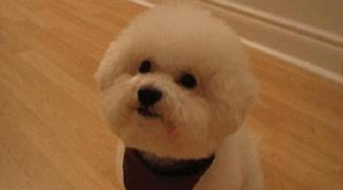 贵宾犬拉稀咋办？一些如何处理小方法(图1)