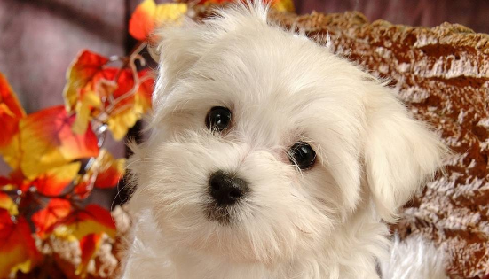 贵宾犬拉稀咋办？一些如何处理小方法(图2)