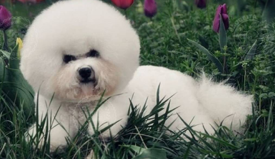 贵宾犬拉稀咋办？一些如何处理小方法(图3)