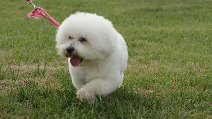 小体松狮能长多少斤(图1)