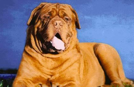 6种“周期短”的小狗 有家里狗儿吗？养了请好好珍惜！(图1)