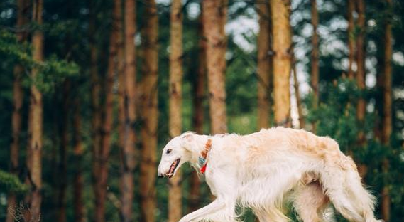 6种“周期短”的小狗 有家里狗儿吗？养了请好好珍惜！(图2)