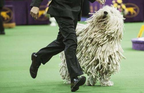 的最的狗是什么东西品种？犬种巨兽“蒙多犬”(图1)