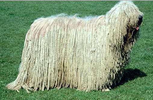 的最的狗是什么东西品种？犬种巨兽“蒙多犬”(图3)