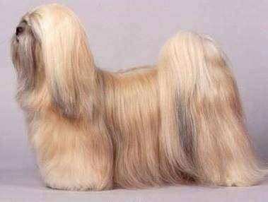 的最的狗是什么东西品种？犬种巨兽“蒙多犬”(图2)