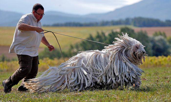 的最的狗是什么东西品种？犬种巨兽“蒙多犬”(图5)
