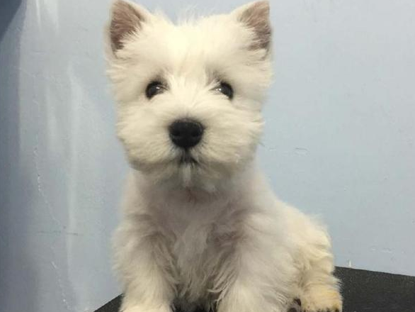 梗类犬一共有多少有多少种 带大伙儿来不认识帮一下忙(图2)