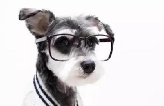 梗类犬一共有多少有多少种 带大伙儿来不认识帮一下忙(图1)