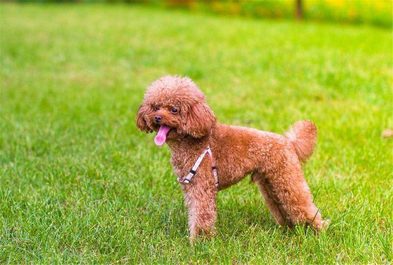 泰迪犬分几种？四种泰迪你知道几种(图1)