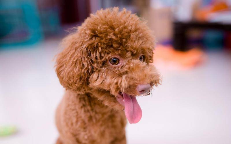 泰迪犬分几种？四种泰迪你知道几种(图2)