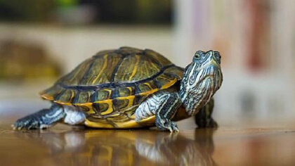 小乌龟怎么养才肯定不会死(图1)