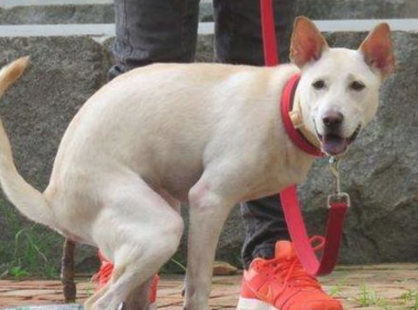 狗狗拿你当盆友 才会能允许碰它这五个东西 大伙儿一定要记住了就没？(图1)