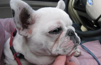 狗狗拿你当盆友 才会能允许碰它这五个东西 大伙儿一定要记住了就没？(图2)