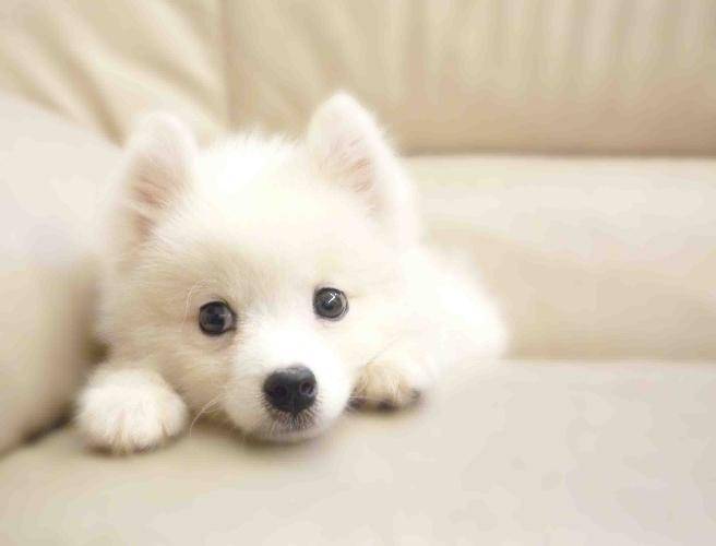 银狐犬怎莫养？具体一点应该怎么做(图1)