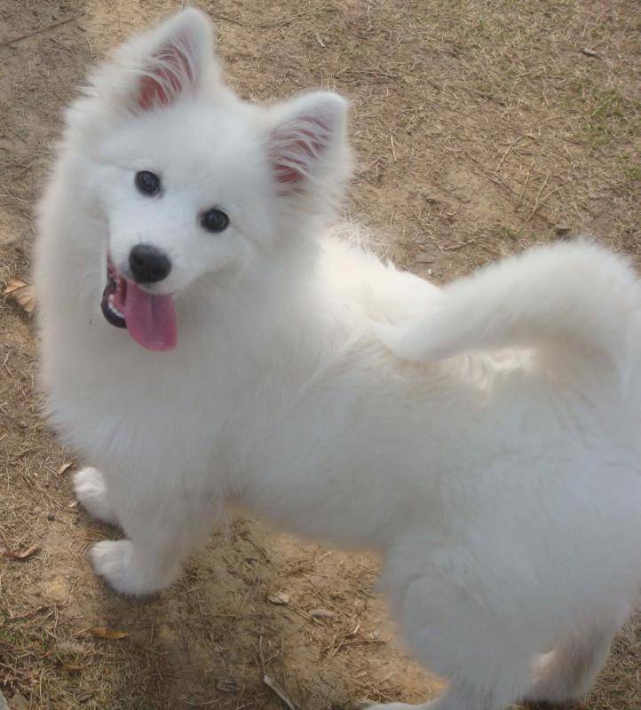 银狐犬怎莫养？具体一点应该怎么做(图3)