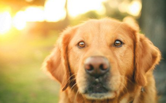 老年人犬运用修辞补钙(图1)