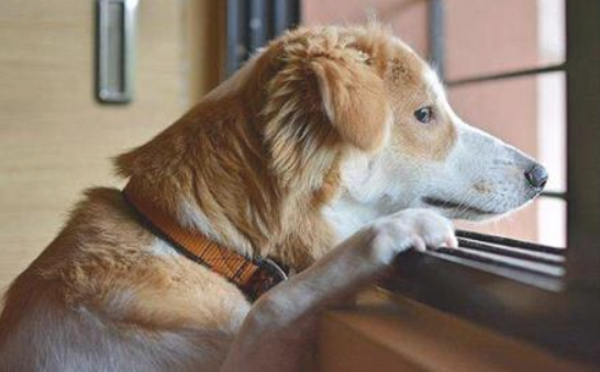 老年人犬运用修辞补钙(图2)