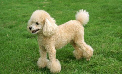 贵宾犬是泰迪吗？两个造型改变名称(图1)