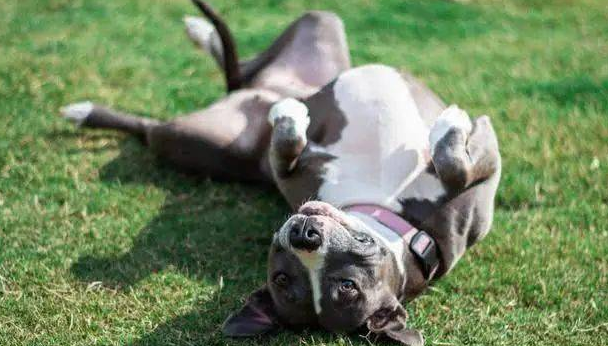 要想狗狗听懂基础的指令？你不需要十成把握下列的時间和方法(图1)