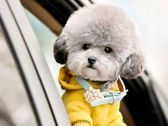 比熊犬吃什么好食物好？这些个食物是很有益处的(图2)