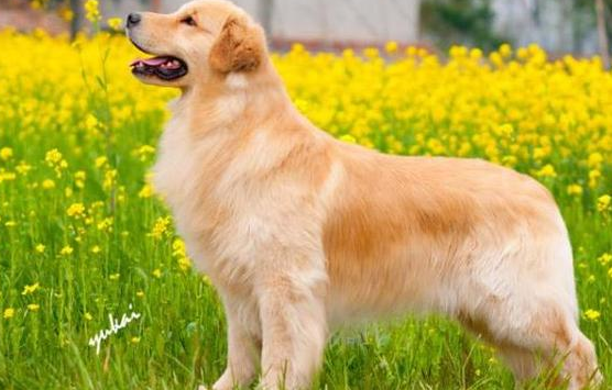 养宠物别养这5种 谁给吃的 它就送谁 哈士奇能够入选(图1)