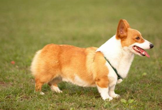 养宠物别养这5种 谁给吃的 它就送谁 哈士奇能够入选(图2)