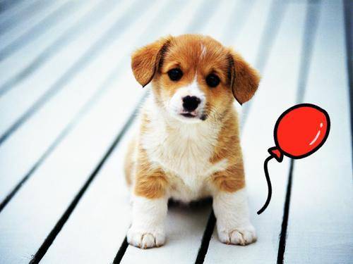 狗狗呕吐是怎么回事啊 此时的你应该要留点心了(图1)