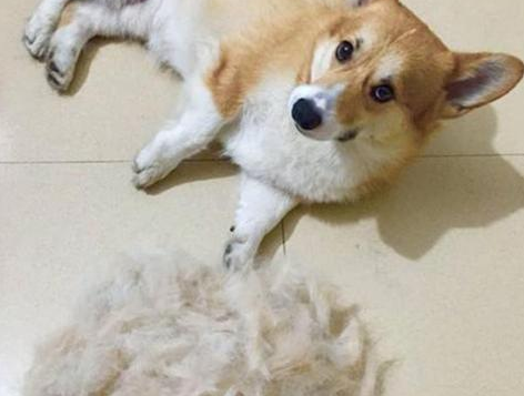 狗狗换毛季 我们要注意一点都有哪些细节？(图1)