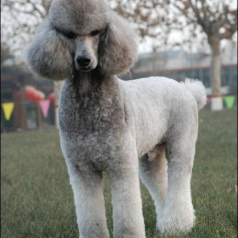 巨贵幼犬如何知道品相 这几点一定得注意一点了(图1)