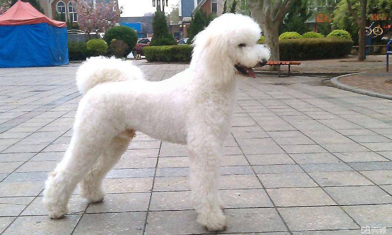 巨贵幼犬如何知道品相 这几点一定得注意一点了(图3)