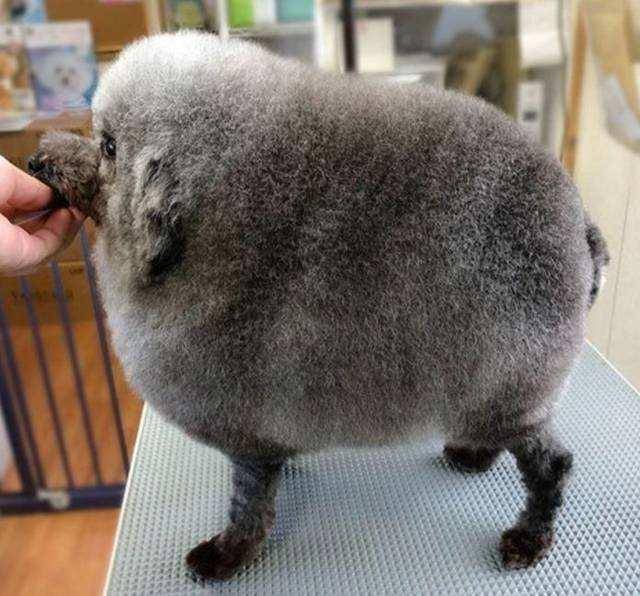 巨贵幼犬如何知道品相 这几点一定得注意一点了(图2)